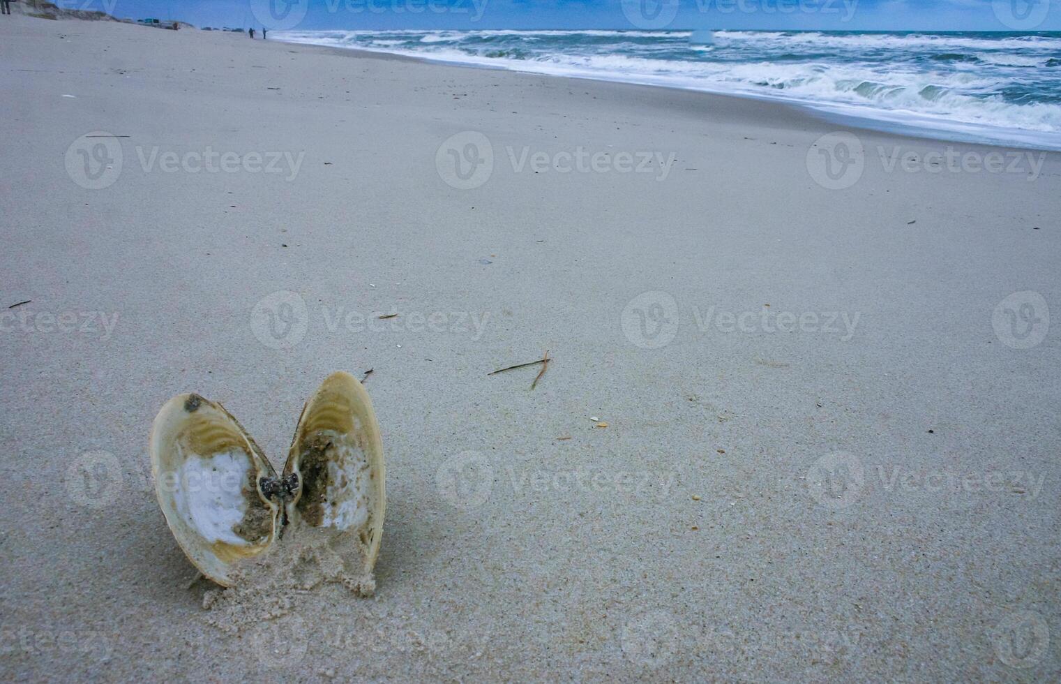 A bivalve shell on the sand, washed ashore by a storm in Island Beach State Park photo