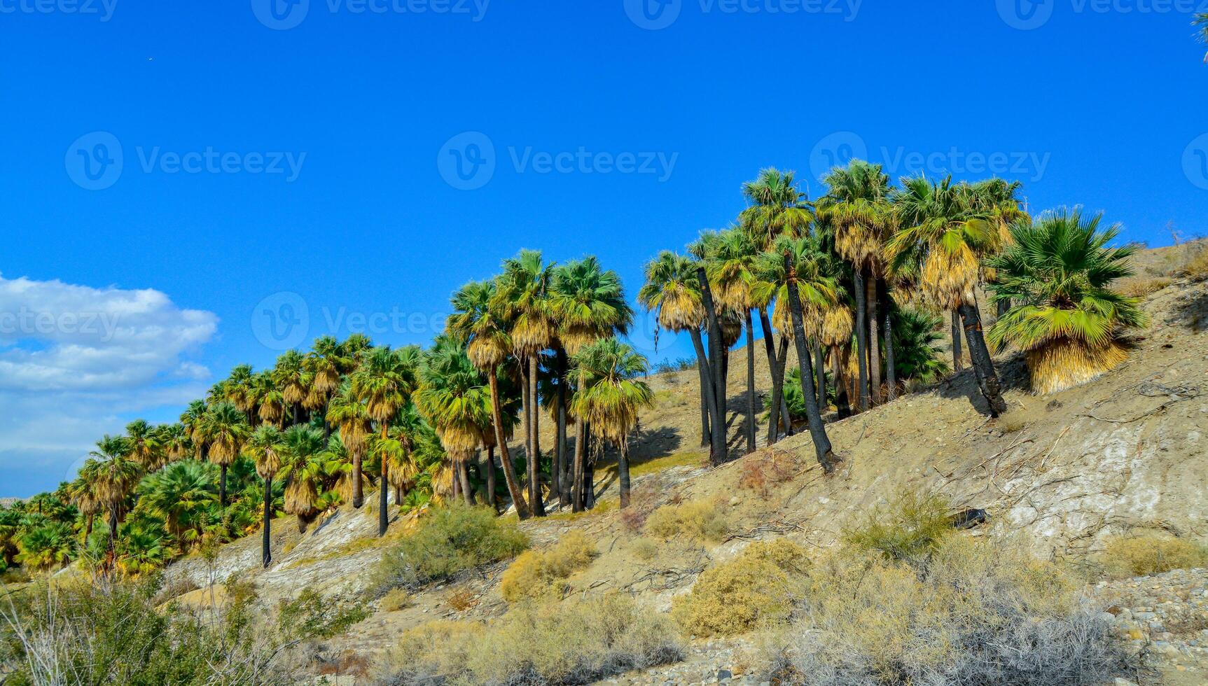 Palm trees rise in the desert at Thousand Palms Oasis near Coachella Valley Preserve. Villis palms oasis. California photo