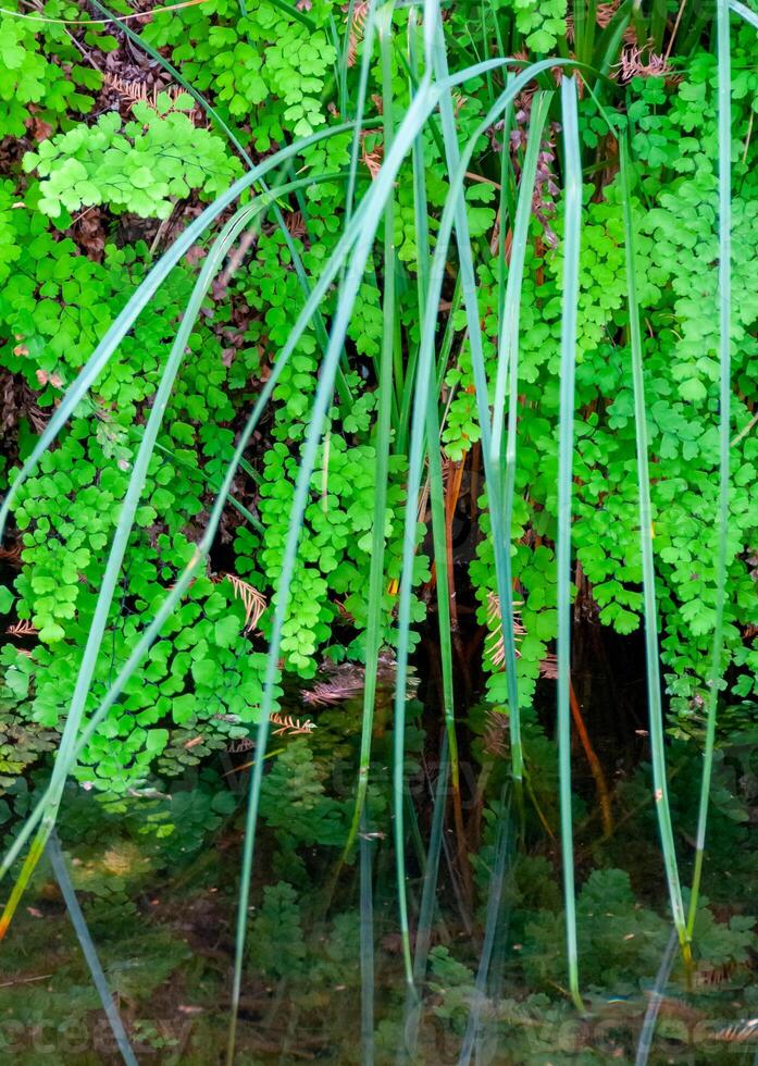 Green leaves of fern growing near the water on the banks of the river, Texas, Garner State Park, USA photo