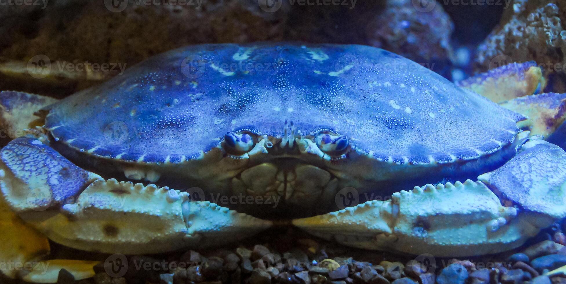 Dungeness crab Metacarcinus magister, blue crab in marine aquarium photo