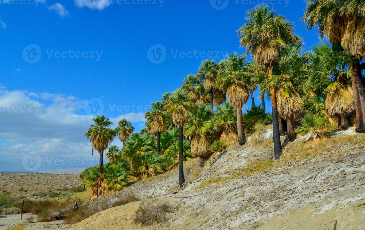Palm trees rise in the desert at Thousand Palms Oasis near Coachella Valley Preserve. Villis palms oasis. California photo