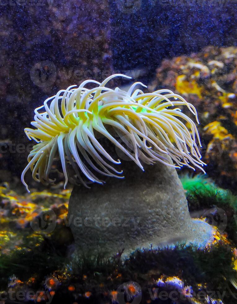 Giant Green Anemone or Anthopleura sp. in a marine aquarium photo