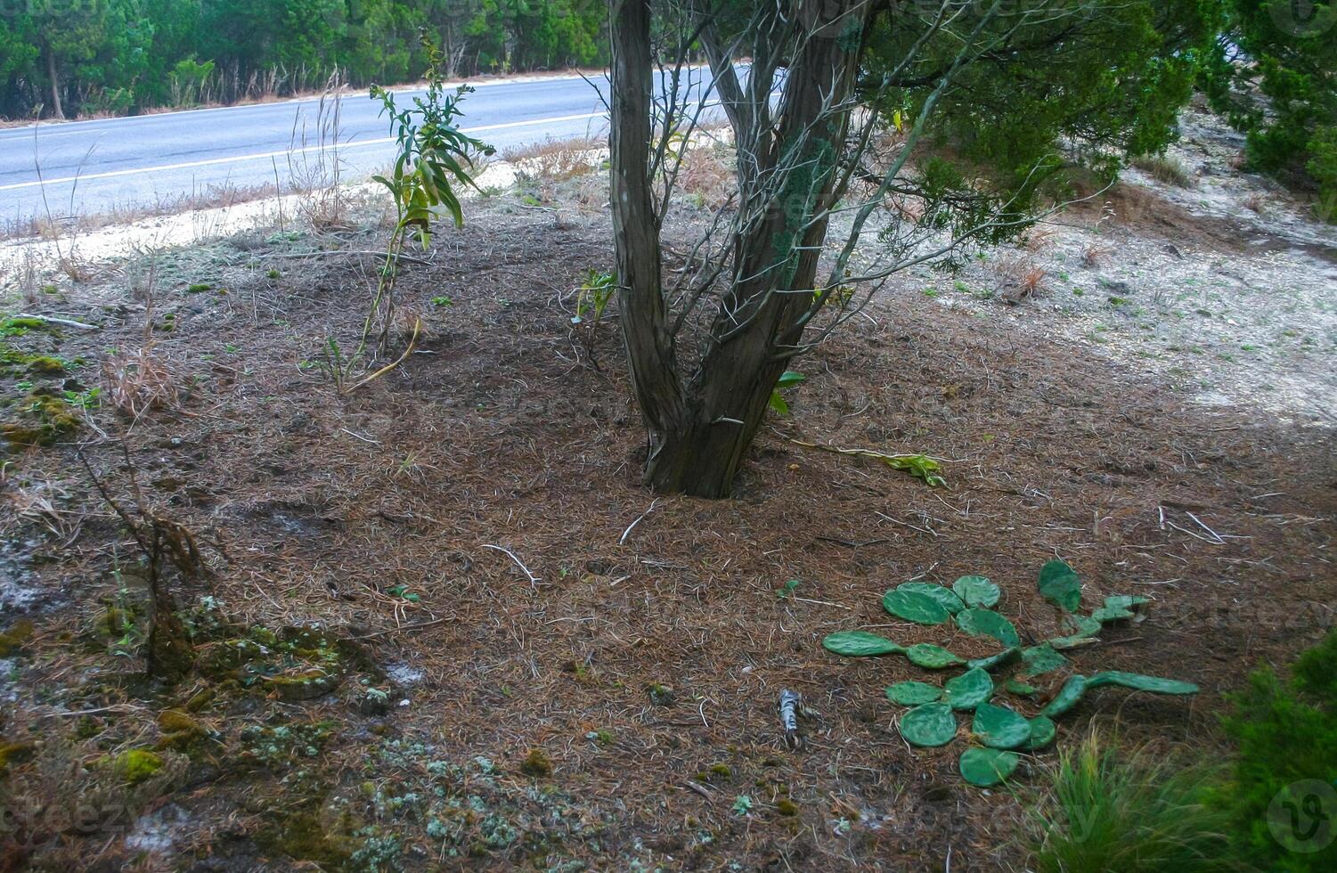 Prickly Pear Opuntia humifusa - frost-resistant type of cactus, creeping along the ground photo
