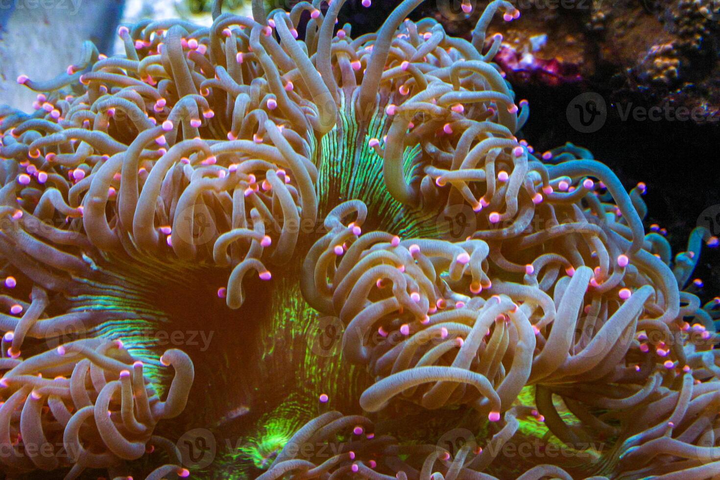 Macrodactyla sp. - The fluttering tentacles of an anemone in a marine aquarium. New Jersey, USA photo