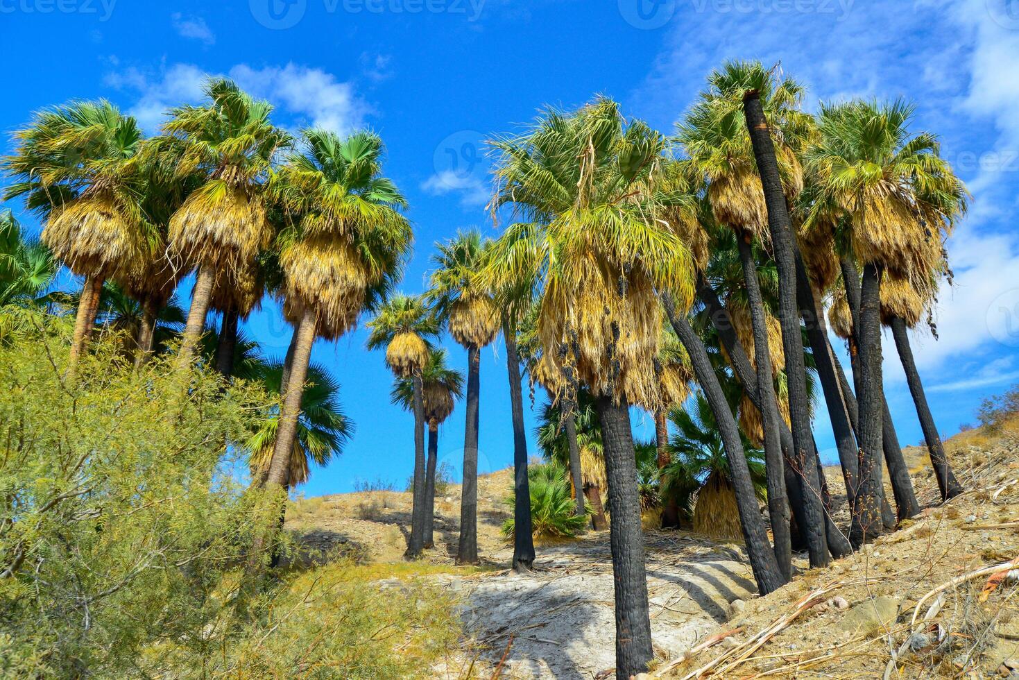 Palm trees rise in the desert at Thousand Palms Oasis near Coachella Valley Preserve. Villis palms oasis. California photo