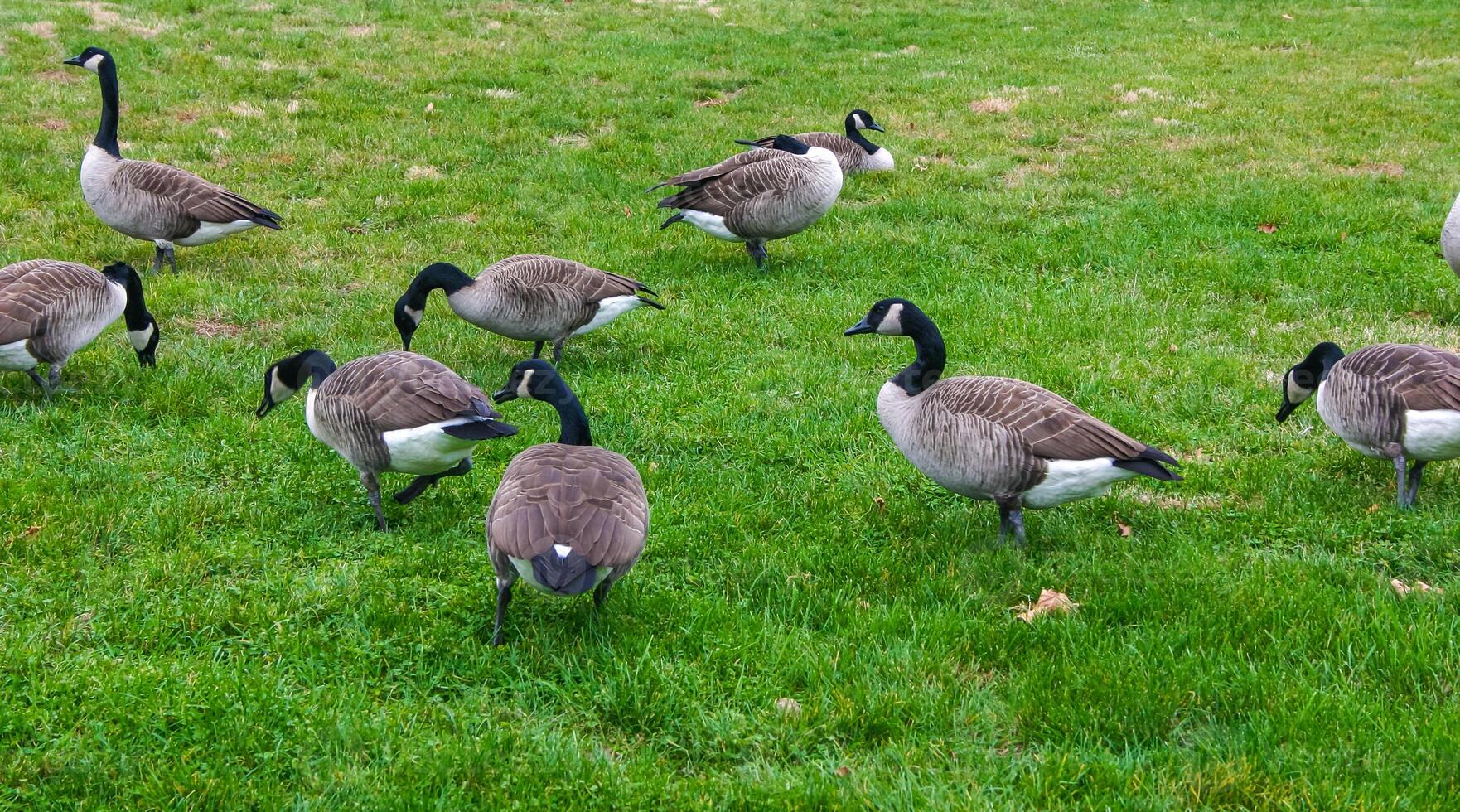 The Canada goose Branta canadensis, birds graze on green grass near the oceanarium, Philadelphia photo