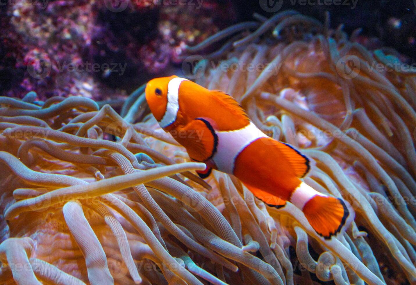 Clown fish, Anemonefish Amphiprion ocellaris swim among the tentacles of anemones, symbiosis of fish and anemones, Philadelphia, USA photo