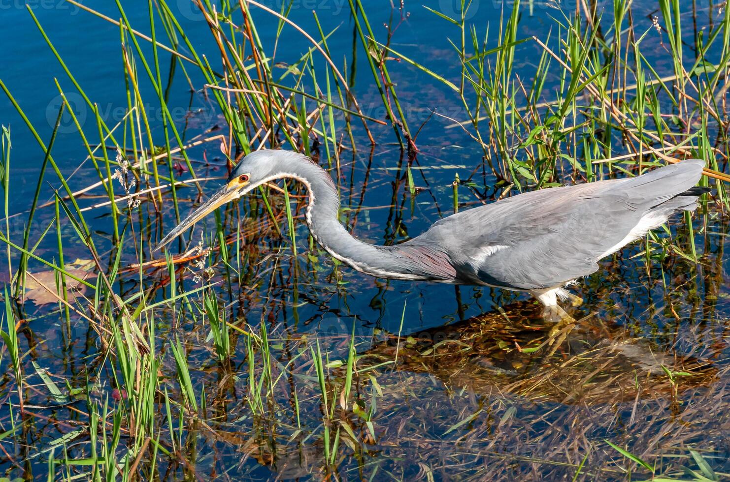 Blue Heron Egretta caerulea in a central Florida pond. Florida photo
