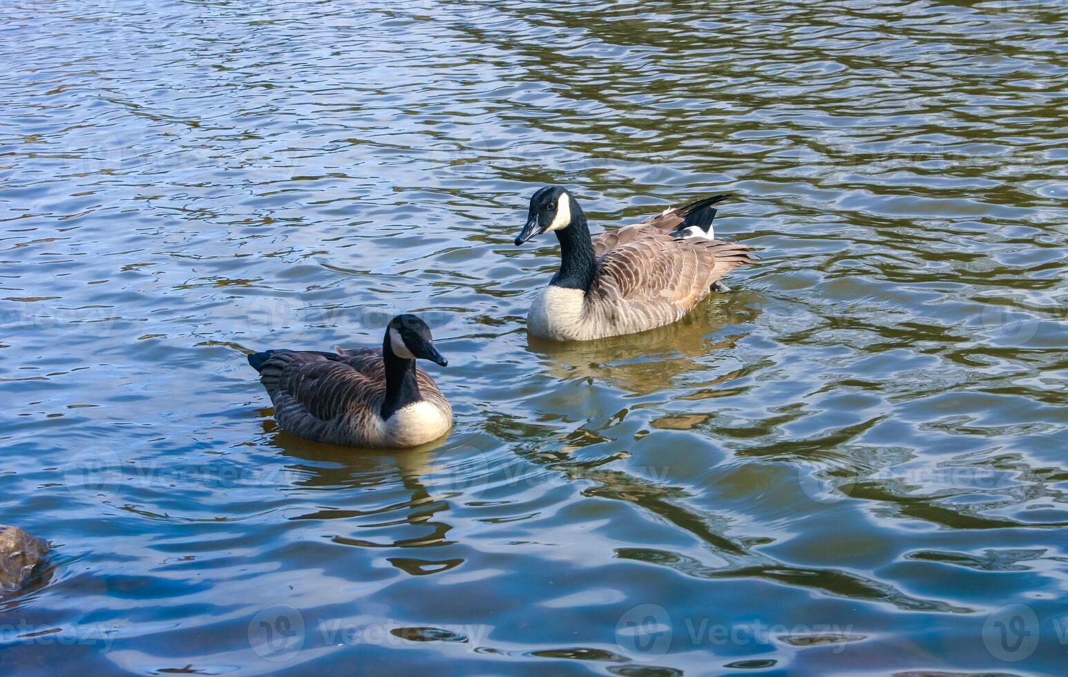 Canadian geese Branta canadensis on the lake. Wild geese swim in the Pete Sensi Park, NJ, USA photo
