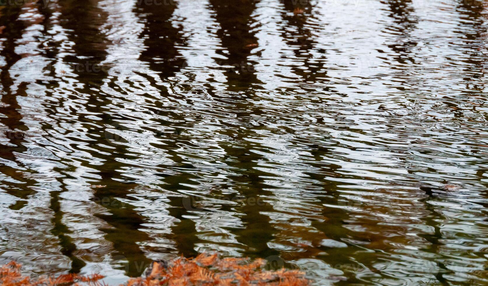 Glare and reflection from the trunks of tree trunks of swamp cypress in the river water. Texas, Garner State Park, USA photo