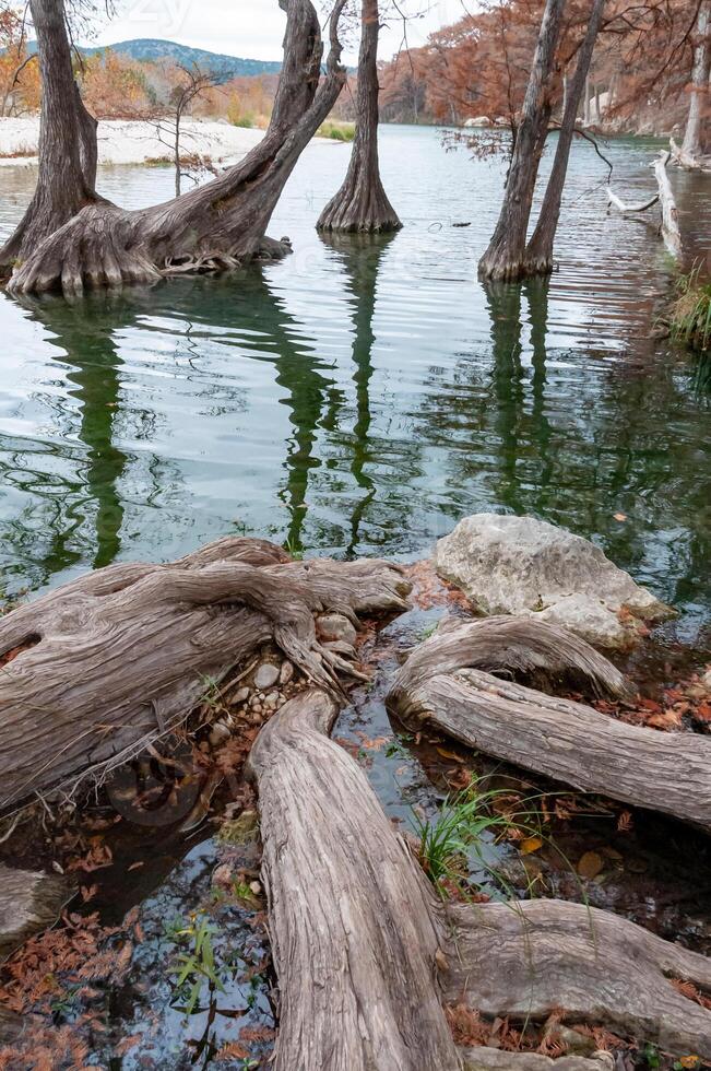 Large roots of bog cypress growing in the water on the banks of the river, Texas, Garner State Park, USA photo