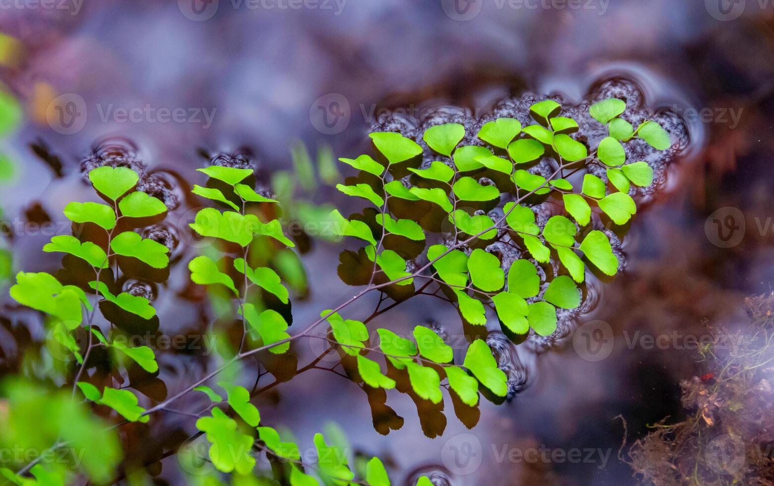 Green leaves of fern growing near the water on the banks of the river, Texas, Garner State Park, USA photo