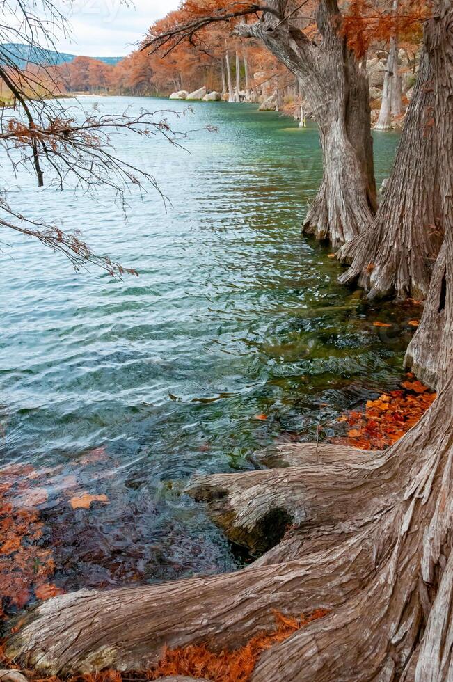 Large trunks of swamp cypress trees growing in the water on the banks of the river. Texas, Garner State Park, USA photo
