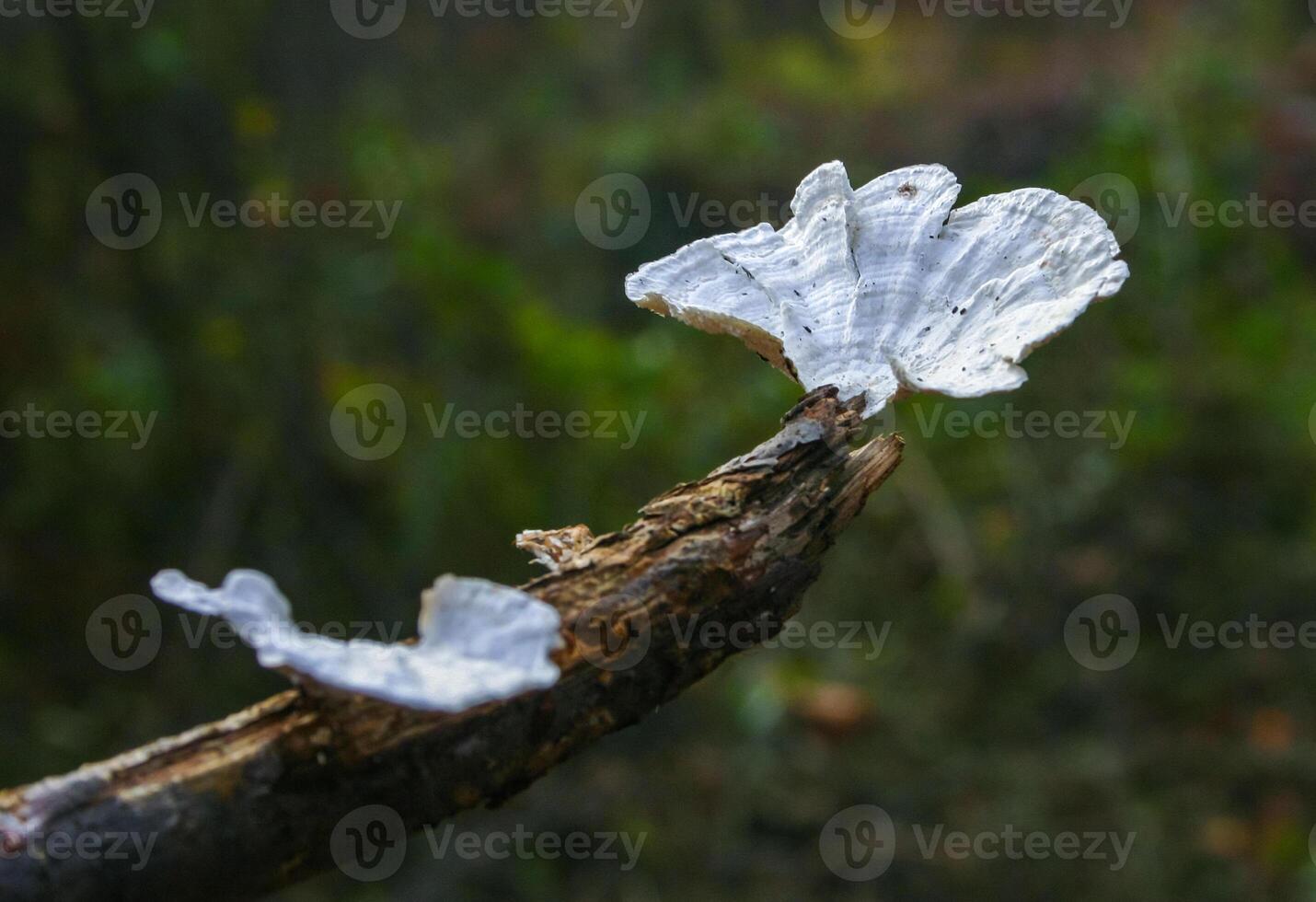 Wood saprophytic fungi on old rotting branches in a forest in the suburbs of New Jersey in the fall, USA photo