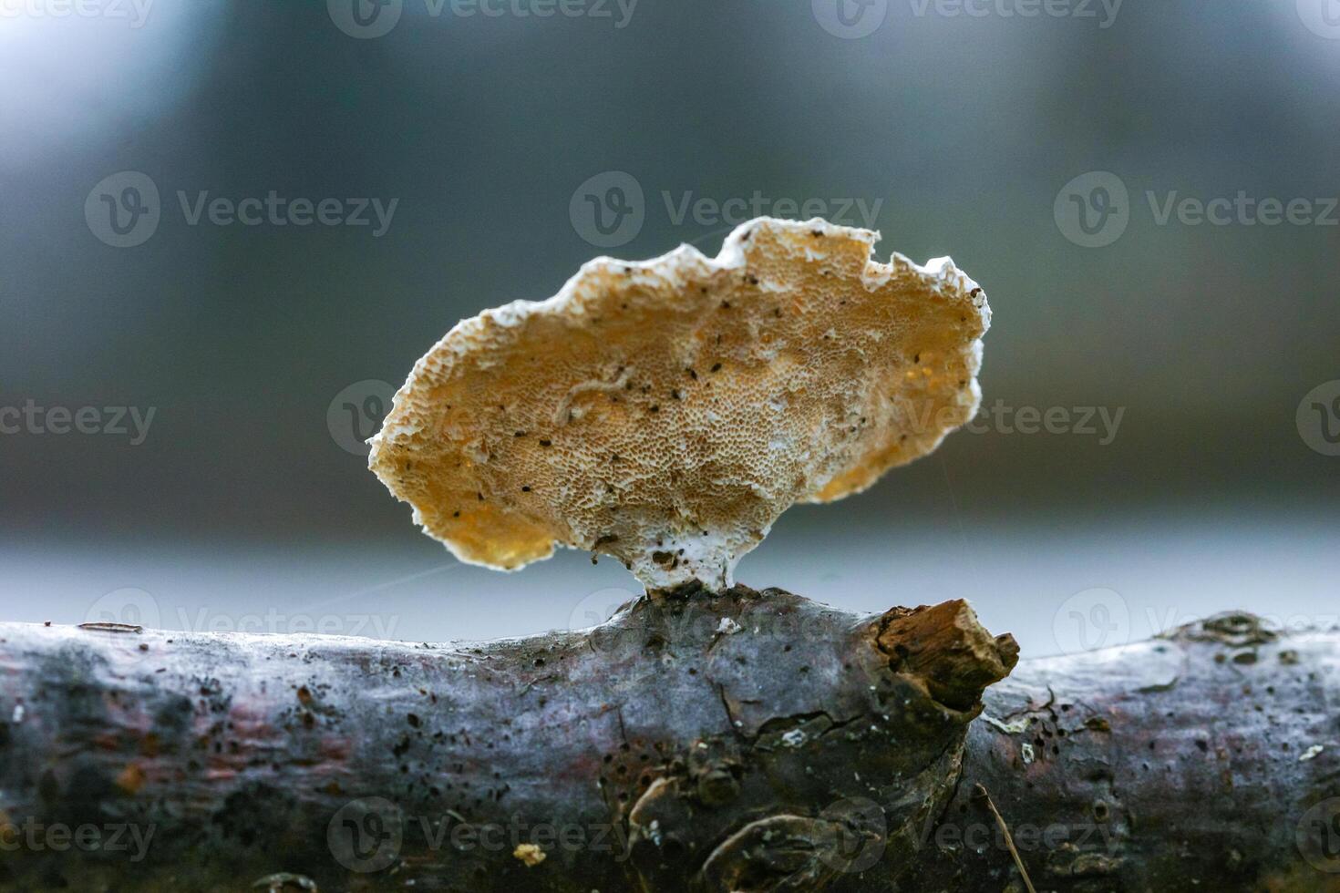 Wood saprophytic fungi on old rotting branches in a forest in the suburbs of New Jersey in the fall, USA photo
