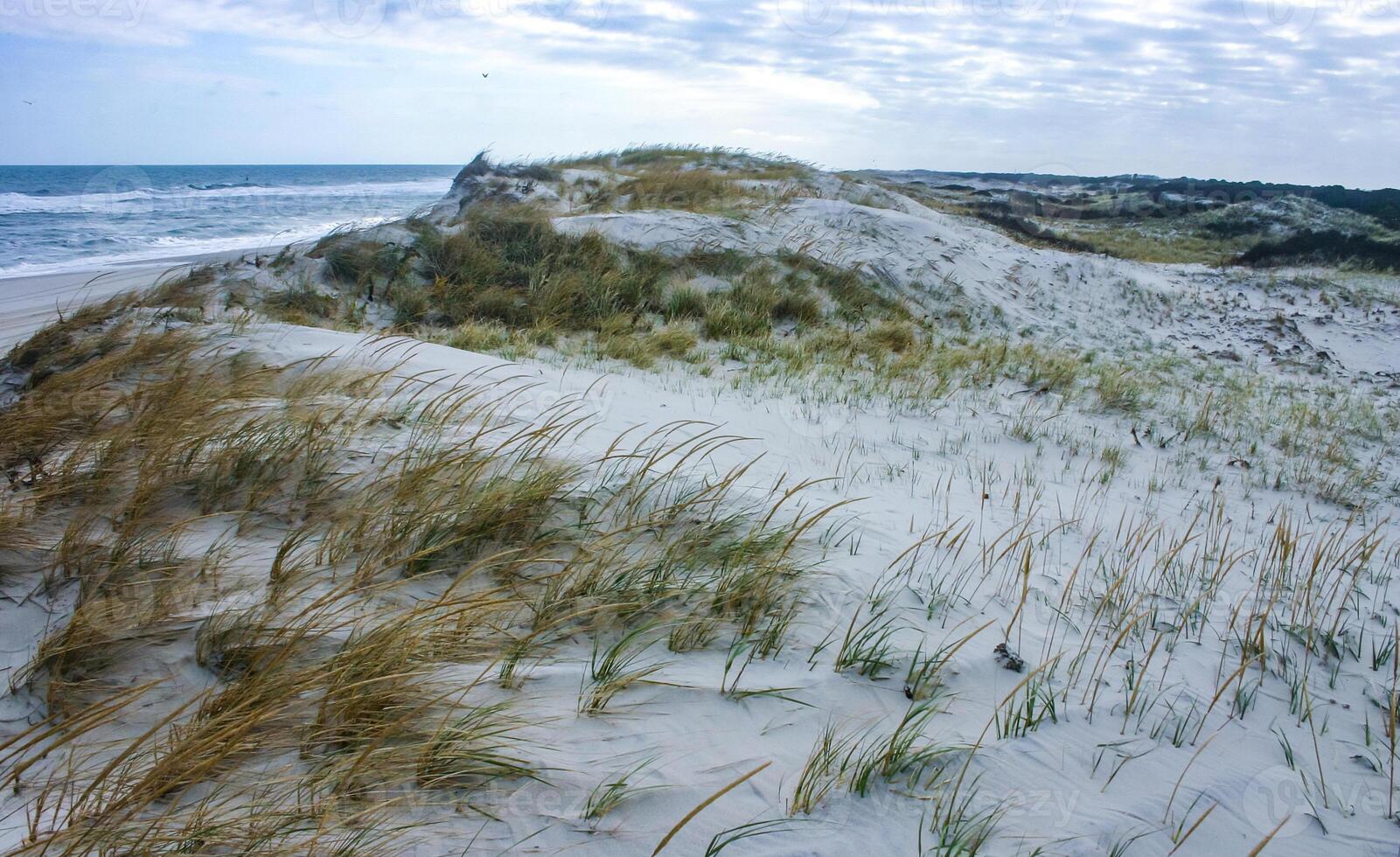 Salt-tolerant and drought-tolerant vegetation sprinkled with sand on sand dunes along the Atlantic coast in Island Beach State Park photo