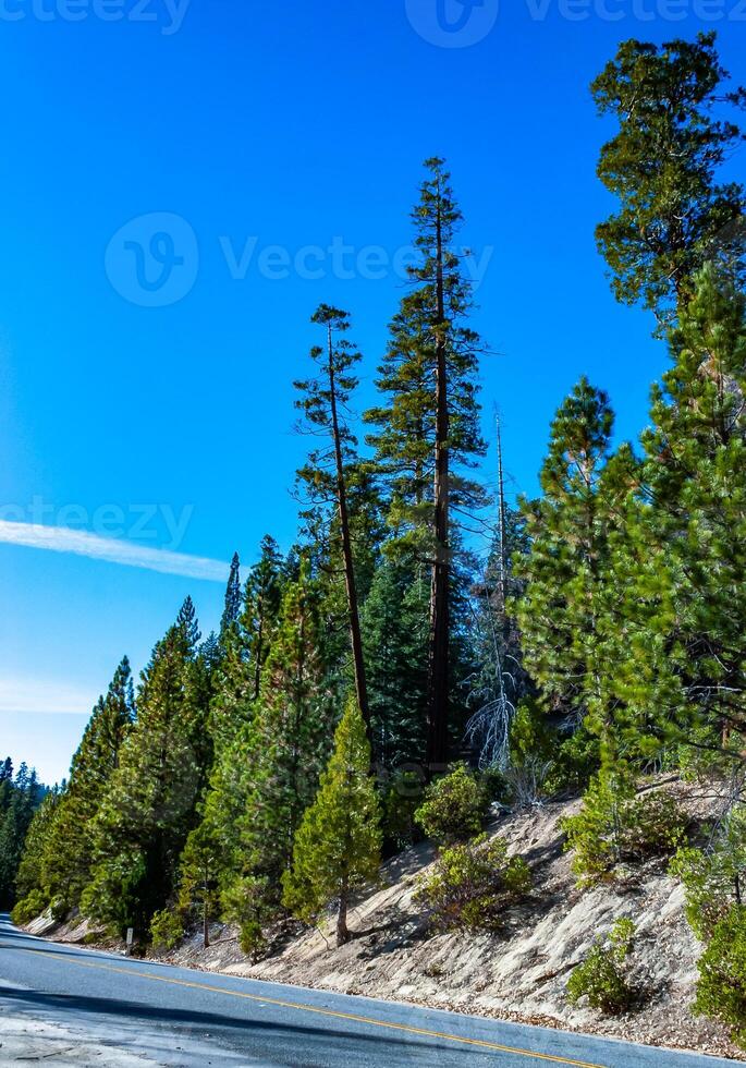 Giant pine tree against the sky in a forest of giant sequoias in Sequoia National Park, California photo