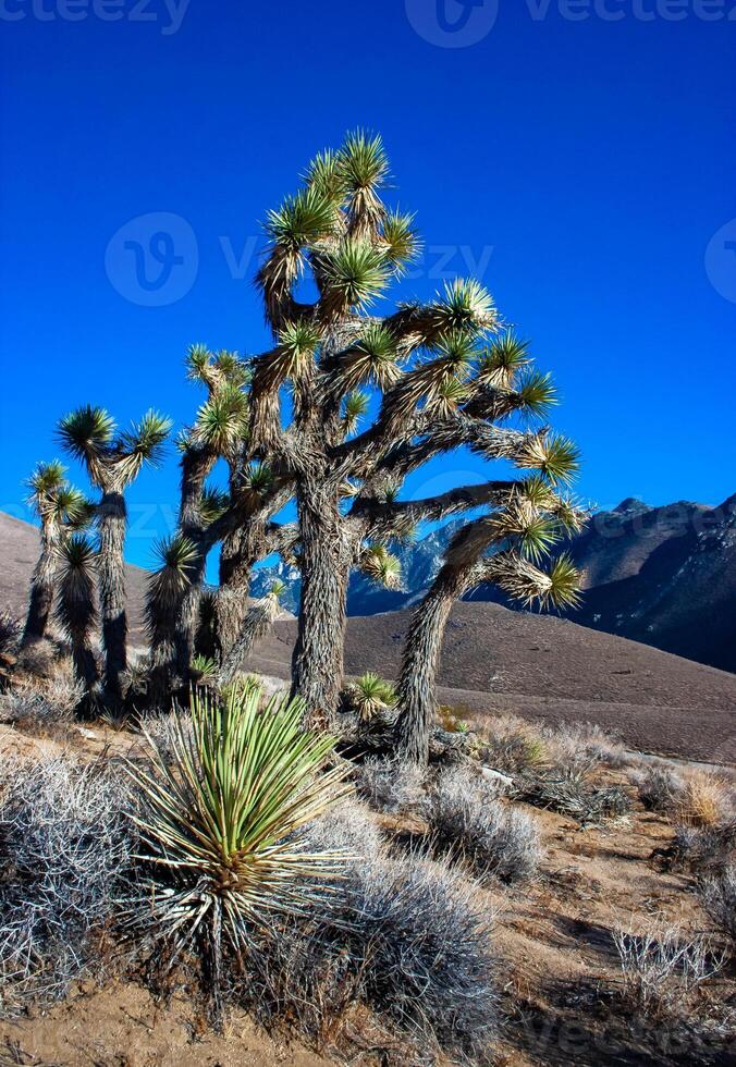 Joshua tree, palm tree yucca Yucca brevifolia, thickets of yucca and other drought-resistant plants on the slopes of the Sierra Nevada mountains, California, USA photo