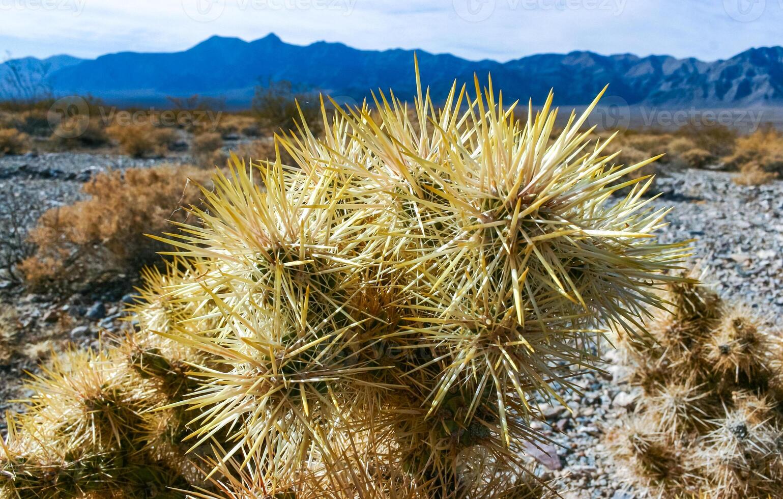 Teddy bear cholla Cylindropuntia bigelovii, cactus with tenacious yellow spines, numerous in the Sonoran Desert, California photo