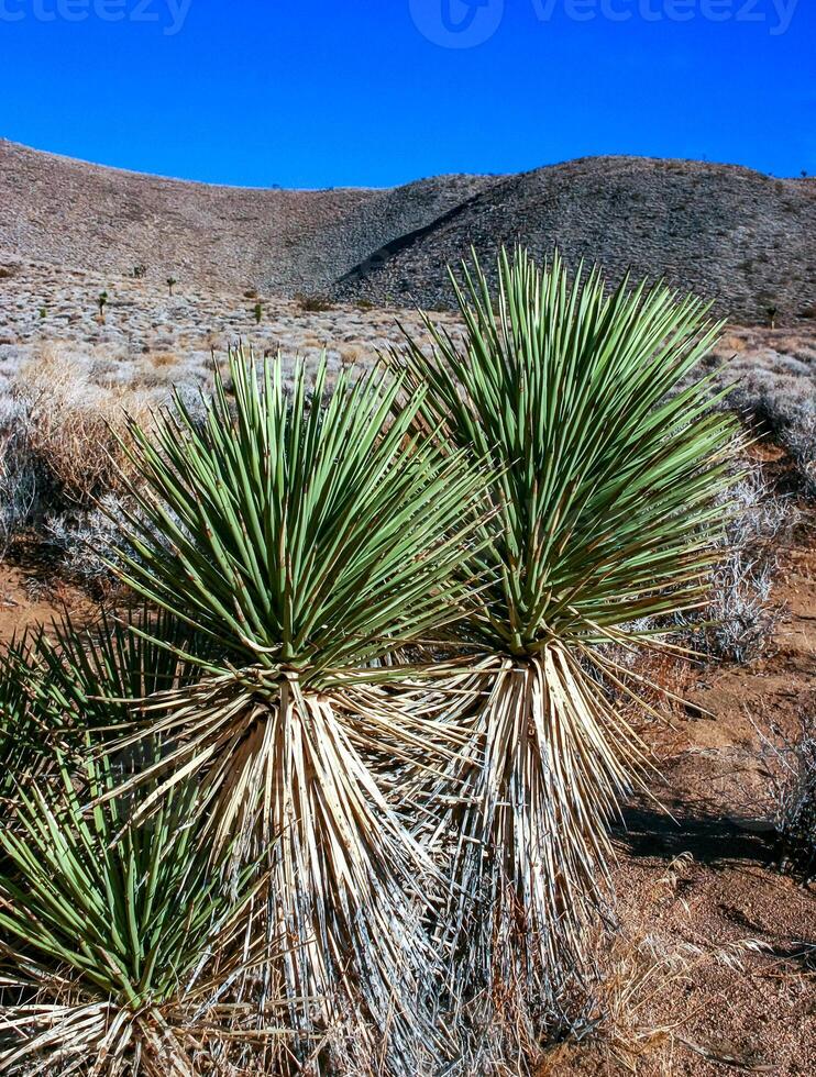 Joshua tree, palm tree yucca Yucca brevifolia, thickets of yucca and other drought-resistant plants on the slopes of the Sierra Nevada mountains, California, USA photo