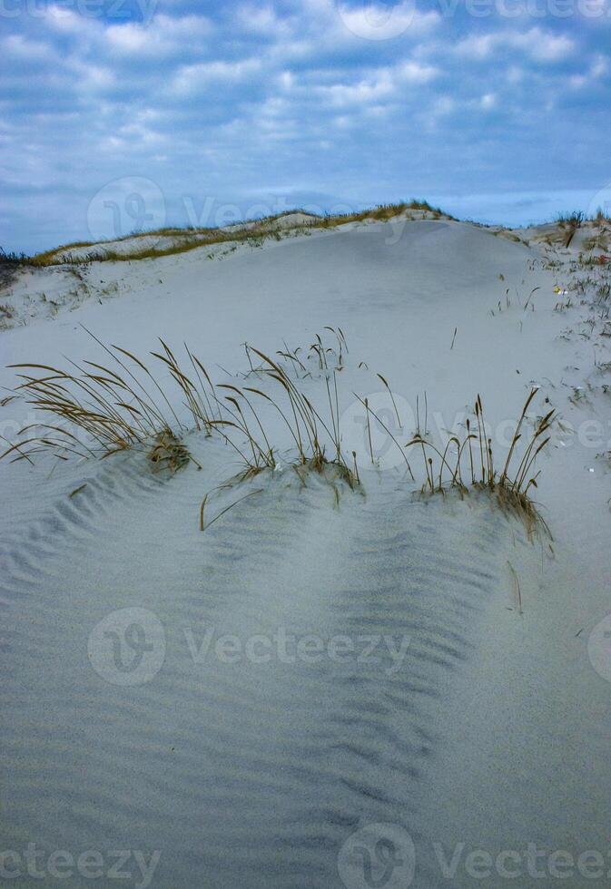 Salt-tolerant and drought-tolerant vegetation sprinkled with sand on sand dunes along the Atlantic coast in Island Beach State Park photo