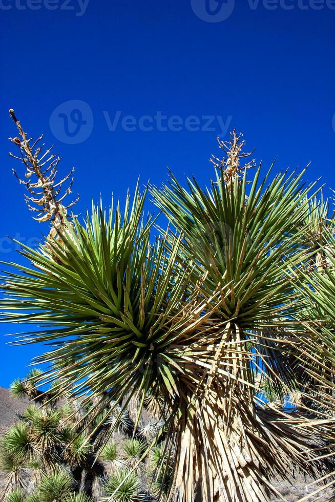 Joshua tree, palm tree yucca Yucca brevifolia, thickets of yucca and other drought-resistant plants on the slopes of the Sierra Nevada mountains, California, USA photo
