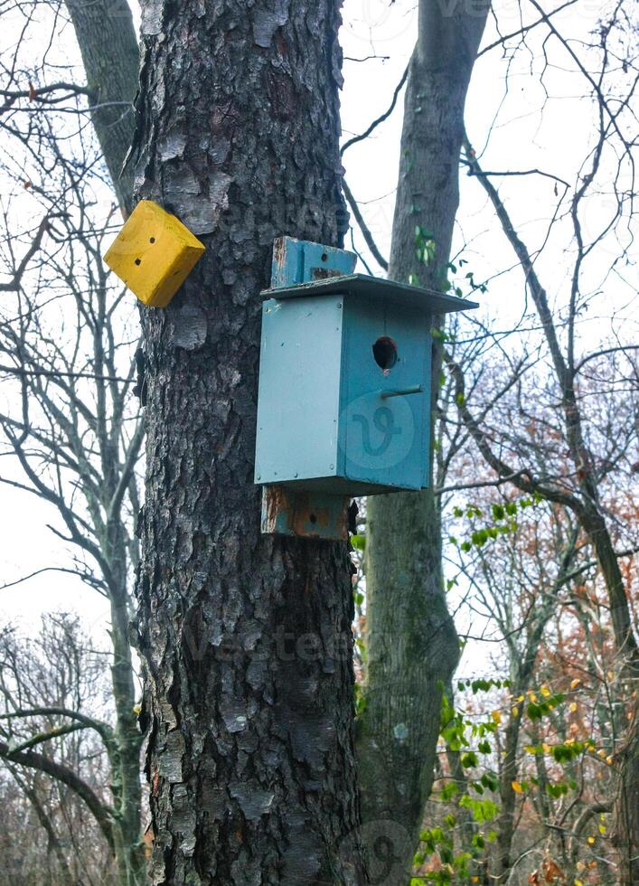 Bird house -birdhouse- on an old tree in the forest in the suburbs of New Jersey, USA photo