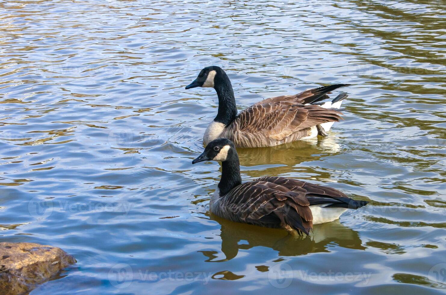 Canadian geese Branta canadensis on the lake. Wild geese swim in the Pete Sensi Park, NJ, USA photo