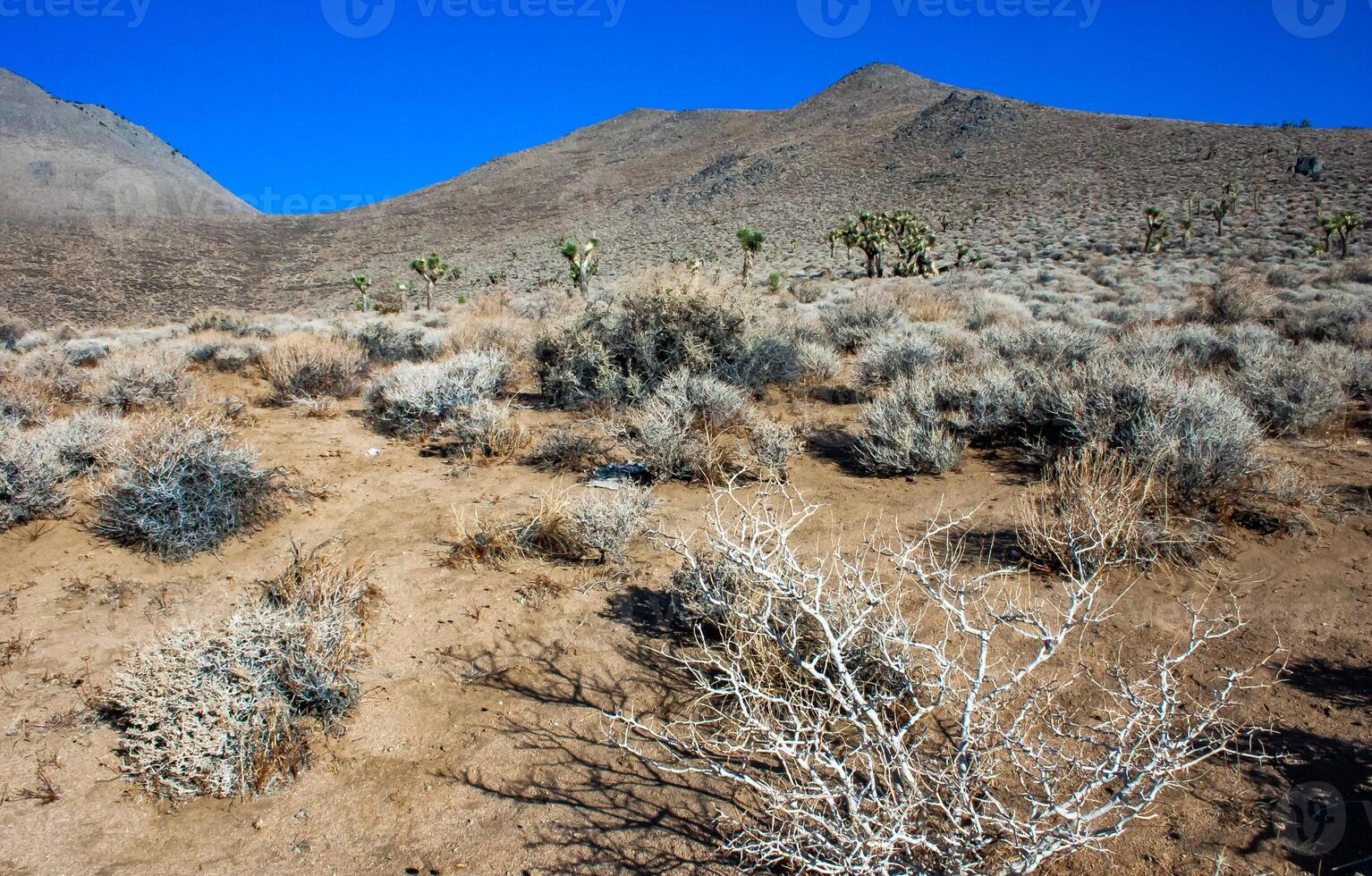 Joshua tree, palm tree yucca Yucca brevifolia, thickets of yucca and other drought-resistant plants on the slopes of the Sierra Nevada mountains, California, USA photo