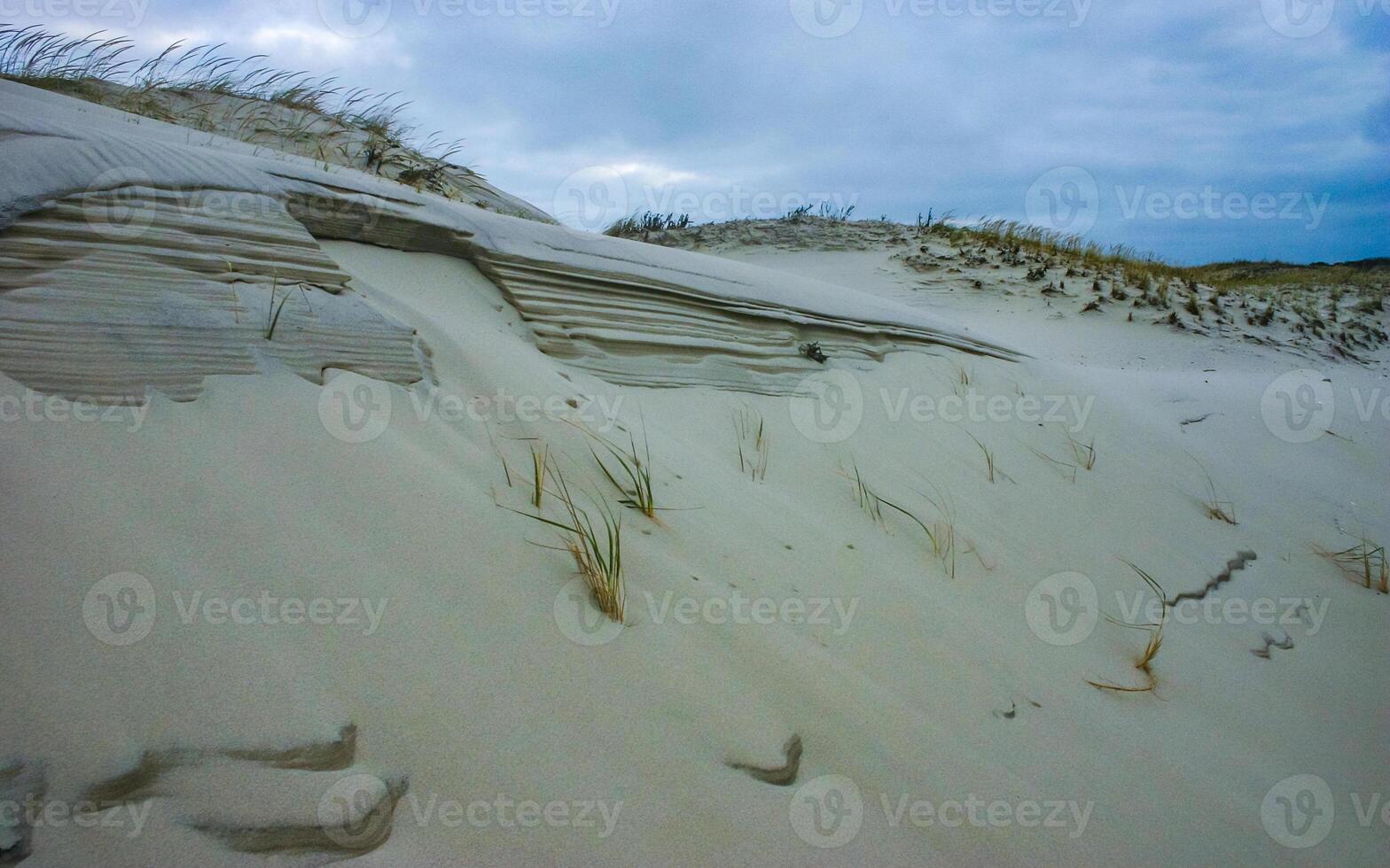 Salt-tolerant and drought-tolerant vegetation sprinkled with sand on sand dunes along the Atlantic coast in Island Beach State Park, NJ photo