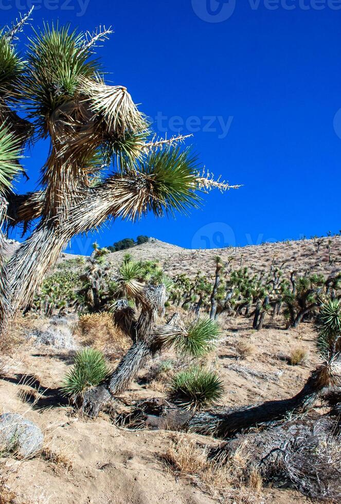 Joshua tree, palm tree yucca Yucca brevifolia, thickets of yucca and other drought-resistant plants on the slopes of the Sierra Nevada mountains, California, USA photo