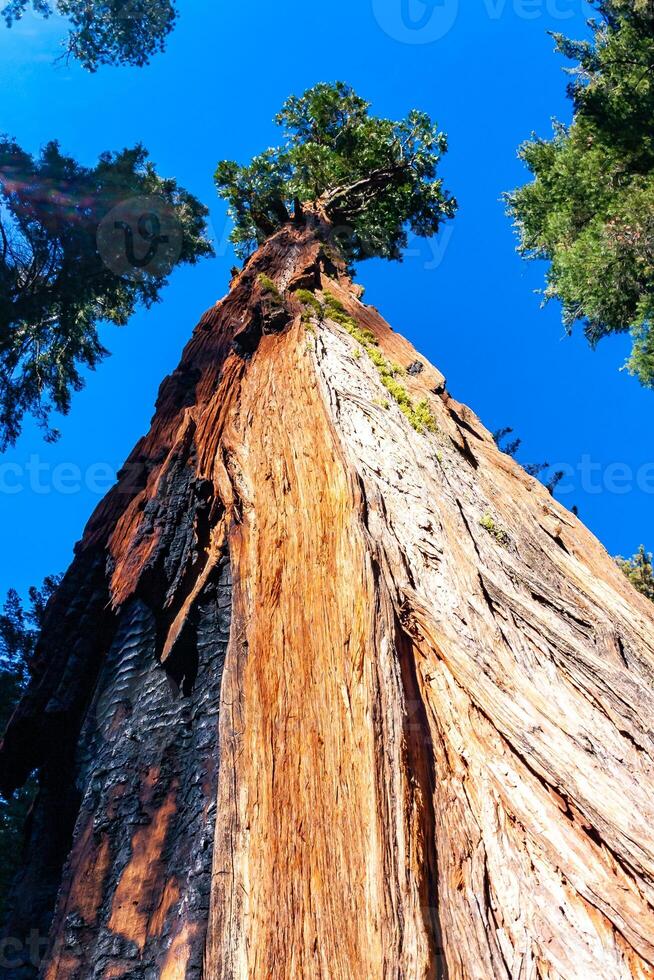 Giant Sequoia trees Sequoiadendron giganteum in Sequoia National Park, California, USA photo