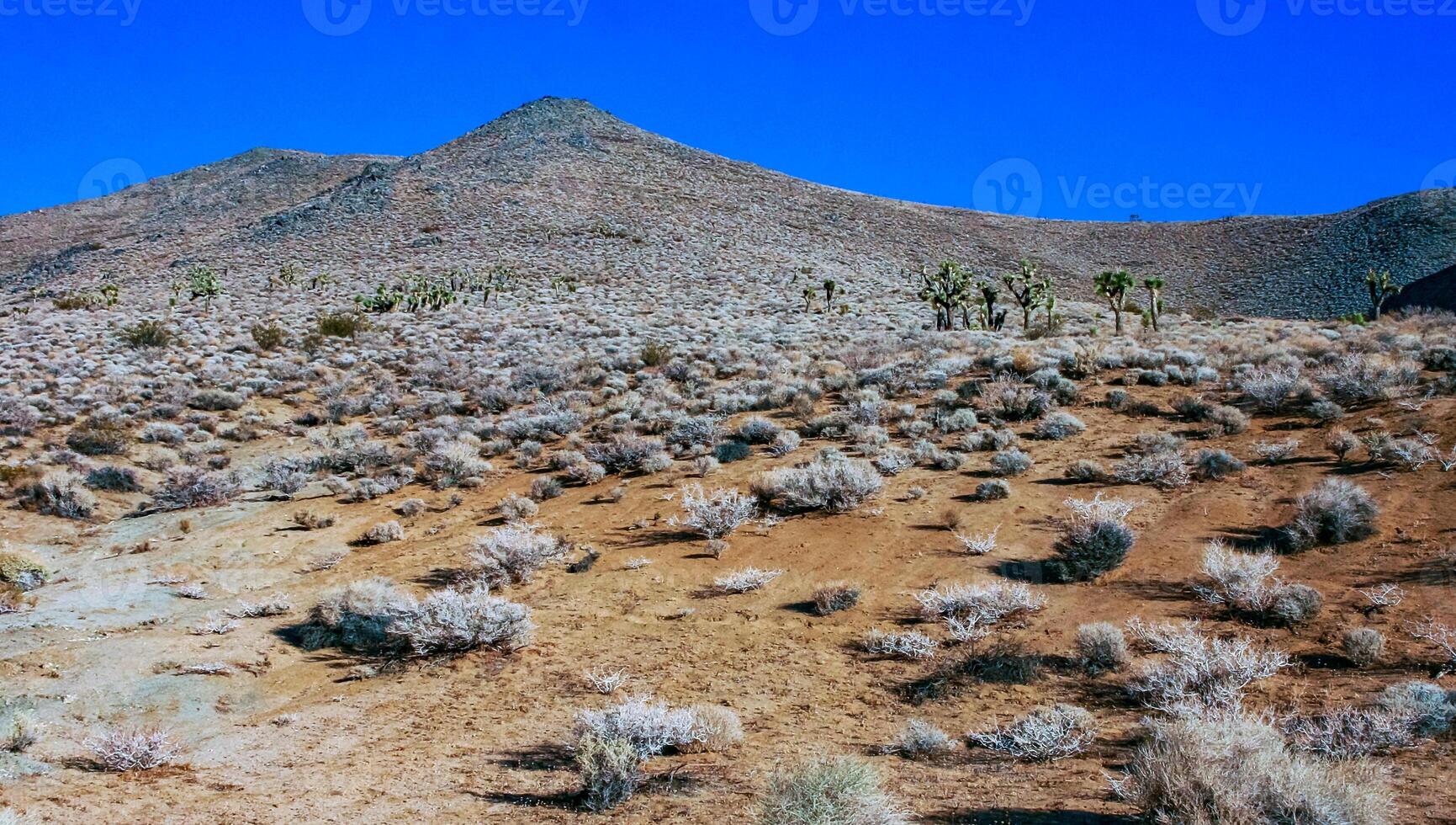 Joshua tree, palm tree yucca Yucca brevifolia, thickets of yucca and other drought-resistant plants on the slopes of the Sierra Nevada mountains, California, USA photo