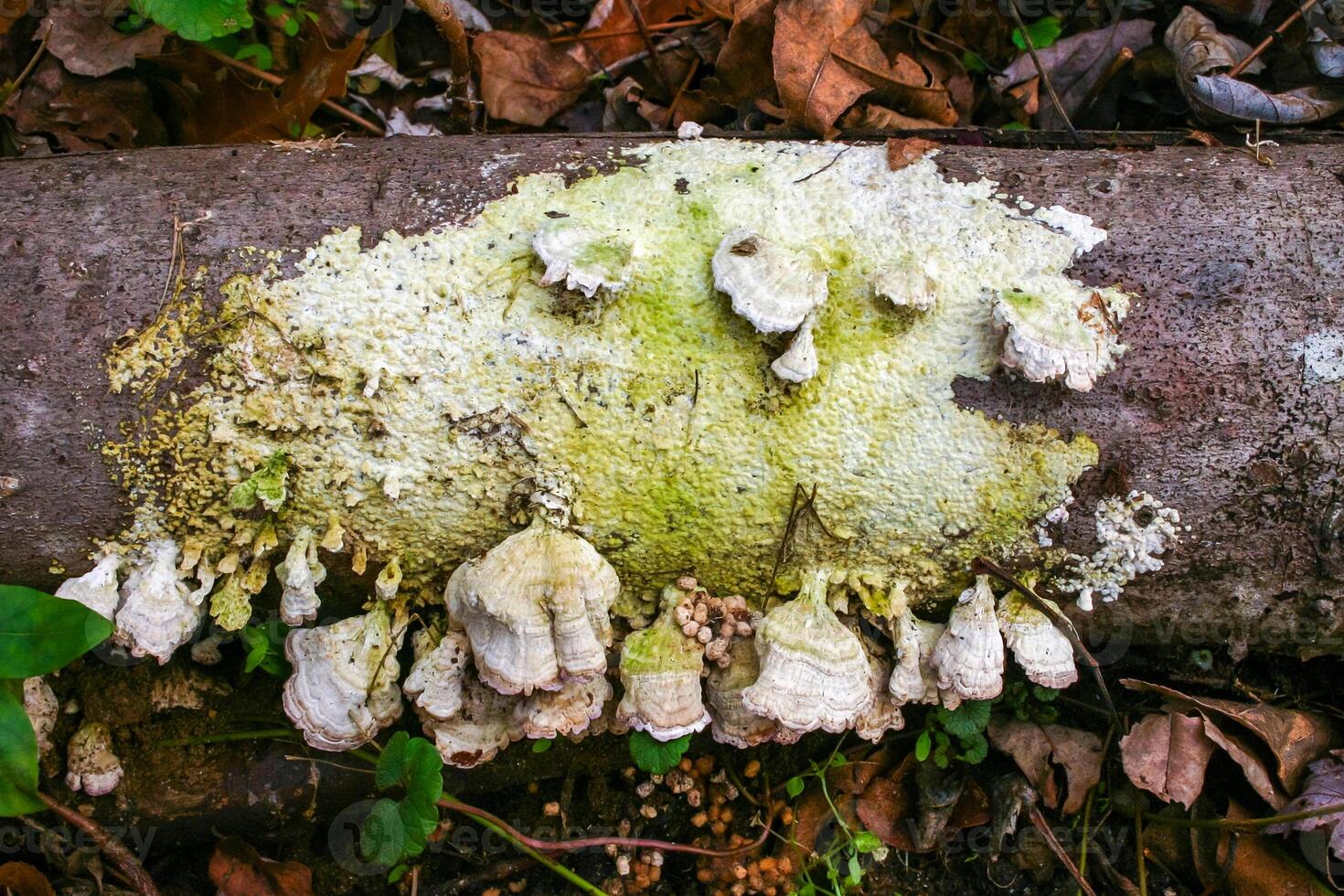 Trichaptum biforme - commonly known as the violet-pored bracket fungus, purple tooth, NJ photo