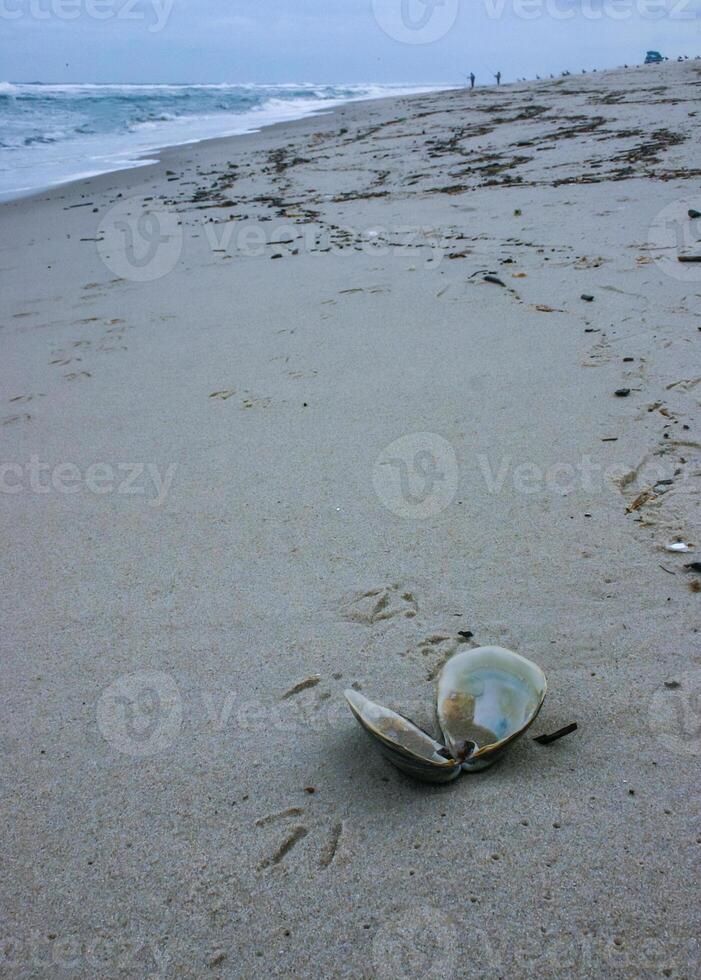 A bivalve shell on the sand, washed ashore by a storm in Island Beach State Park photo