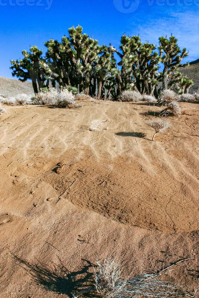 Joshua tree, palm tree yucca Yucca brevifolia, thickets of yucca and other drought-resistant plants on the slopes of the Sierra Nevada mountains, California, USA photo