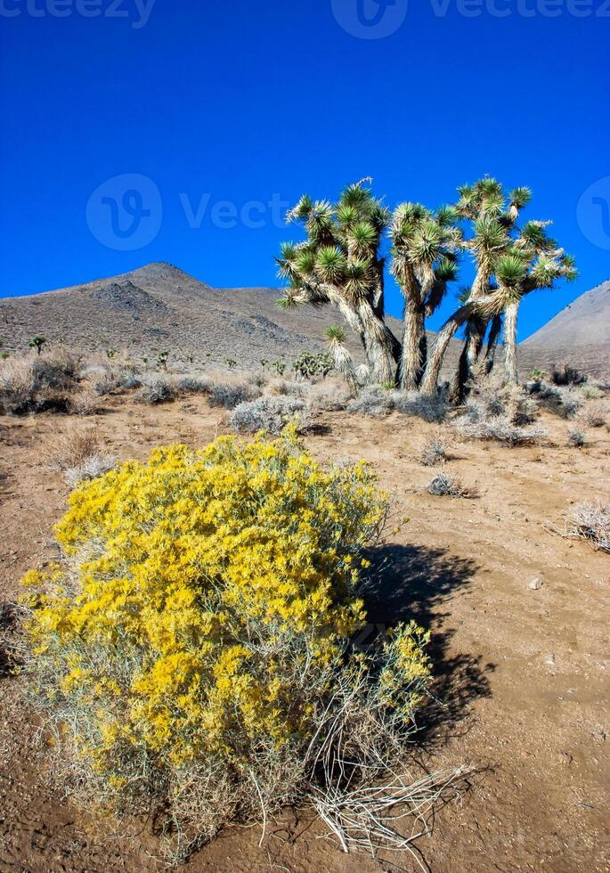 Joshua tree, palm tree yucca Yucca brevifolia, thickets of yucca and other drought-resistant plants on the slopes of the Sierra Nevada mountains, California, USA photo