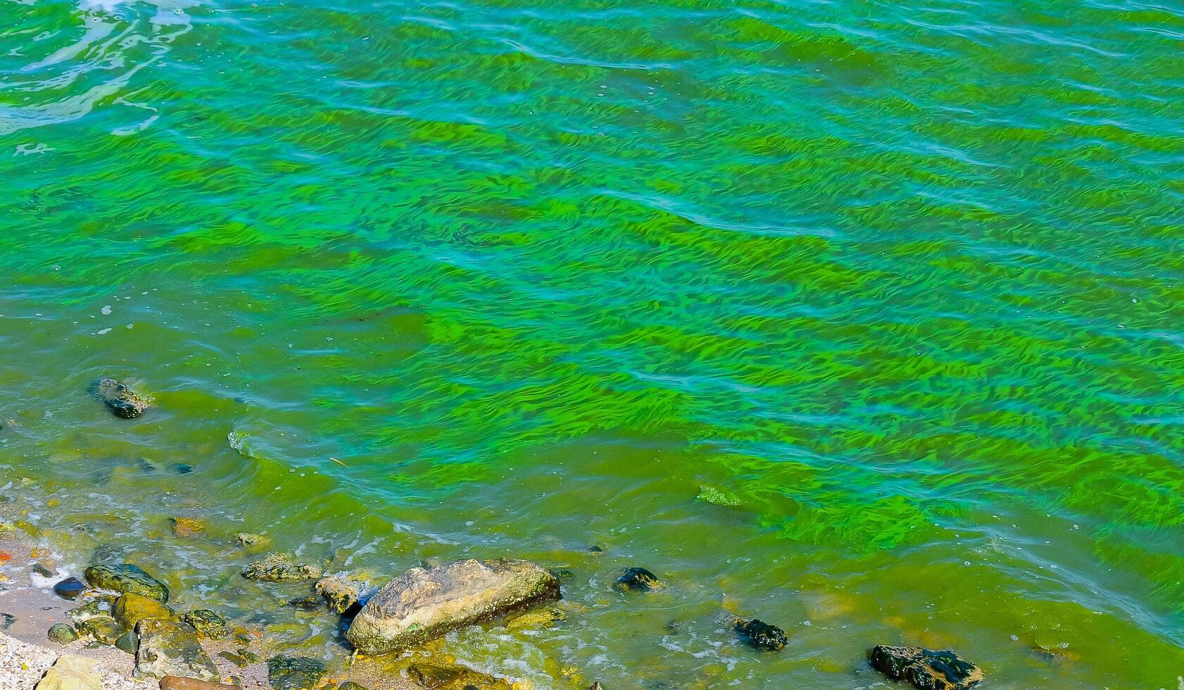 Blue-green algae bloom in the Dnieper-Bug estuary, eutrophication of water, Ukraine photo
