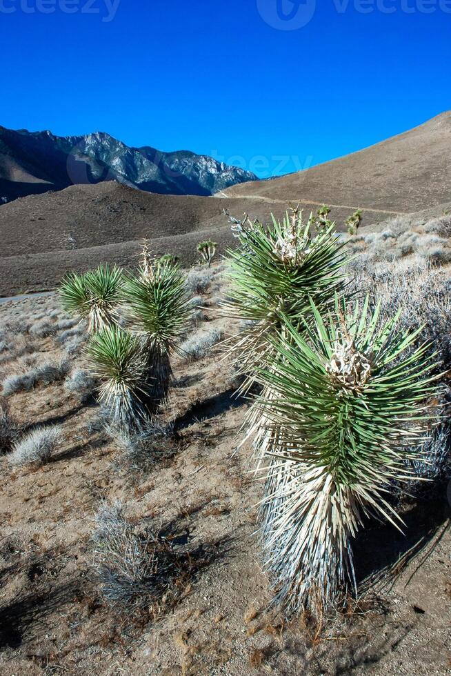Joshua tree, palm tree yucca Yucca brevifolia, thickets of yucca and other drought-resistant plants on the slopes of the Sierra Nevada mountains, California, USA photo