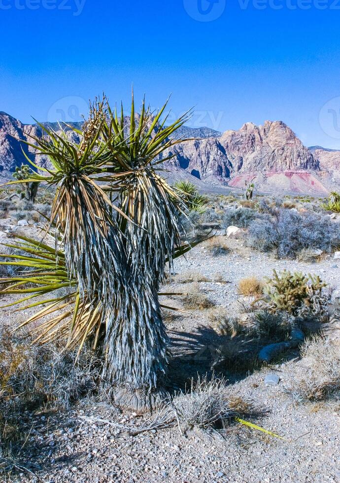 Cylindropuntia acanthocarpa and Yucca brevifolia tree, spiny cacti and other desert plants in rock desert in the foothills, California photo