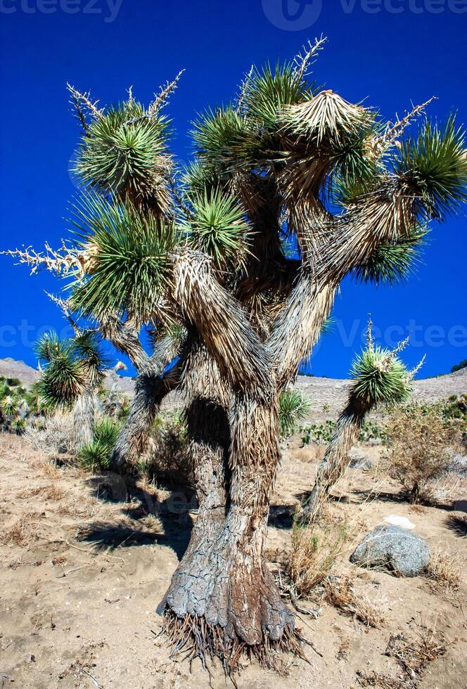 Joshua tree, palm tree yucca Yucca brevifolia, thickets of yucca and other drought-resistant plants on the slopes of the Sierra Nevada mountains, California, USA photo