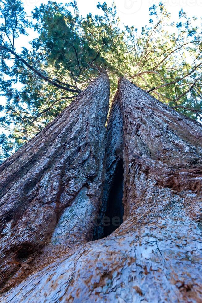 Giant Sequoia trees Sequoiadendron giganteum in Sequoia National Park, California, USA photo