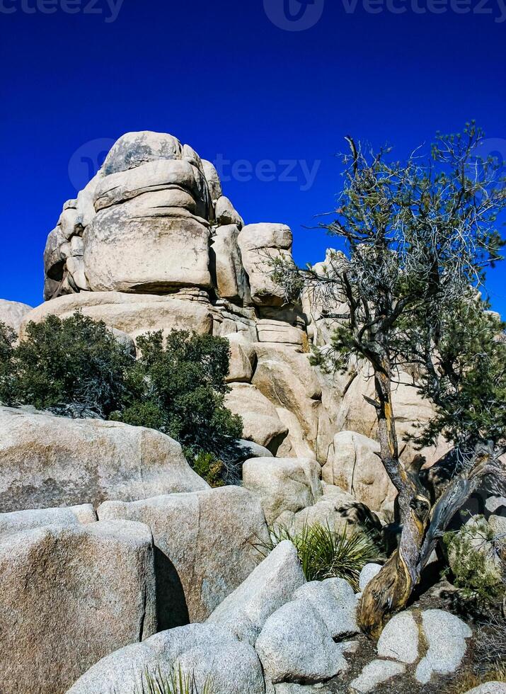 Cacti, yuccas and conifers among rocks in the rock desert in Joshua Tree National Park, California photo