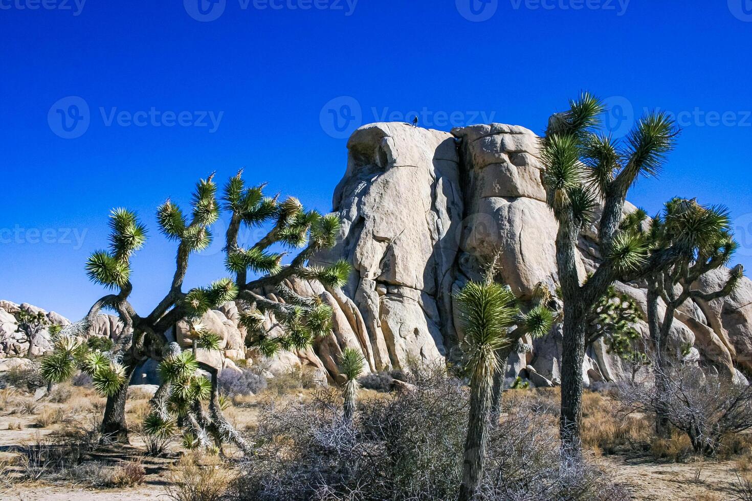 Rock landscape, Yucca Brevifolia Mojave Desert Joshua Tree National Park, CA photo