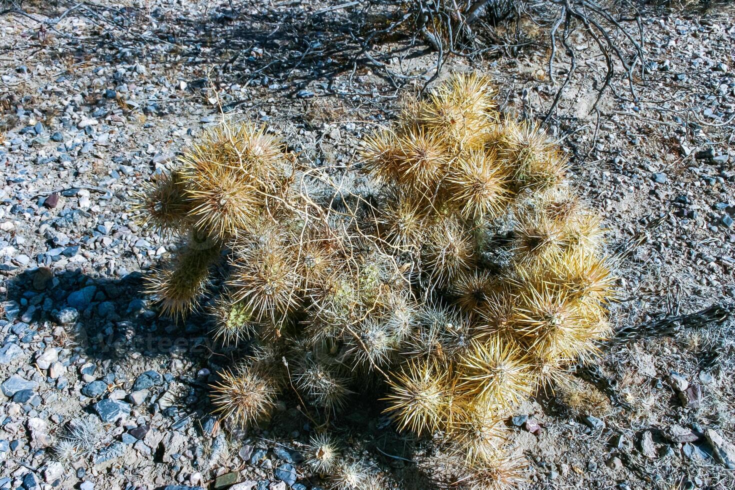 Teddy bear cholla Cylindropuntia bigelovii, cactus with tenacious yellow spines, numerous in the Sonoran Desert, California photo