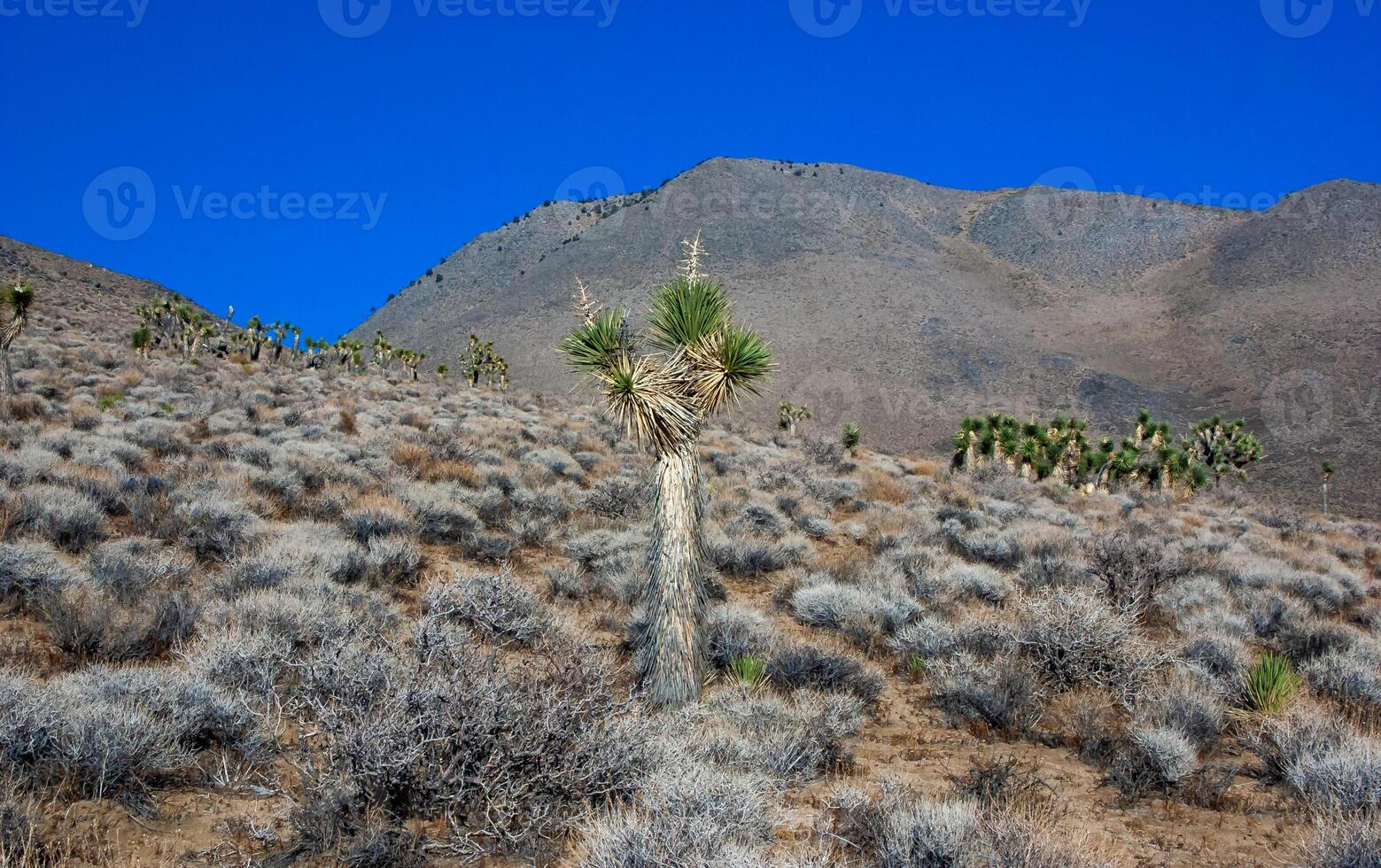 Joshua tree, palm tree yucca Yucca brevifolia, thickets of yucca and other drought-resistant plants on the slopes of the Sierra Nevada mountains, California, USA photo