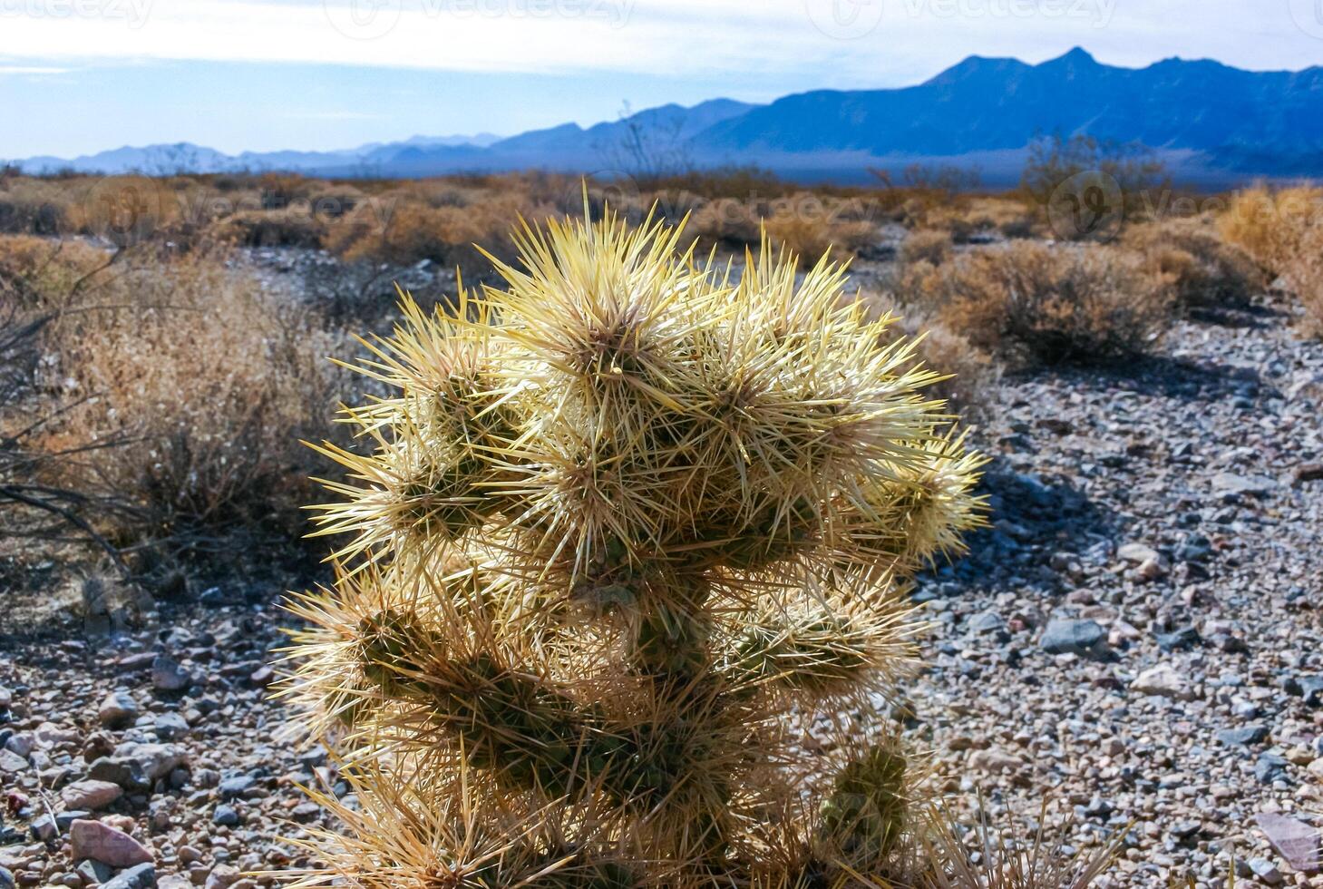 Teddy bear cholla Cylindropuntia bigelovii, cactus with tenacious yellow spines, numerous in the Sonoran Desert, California photo