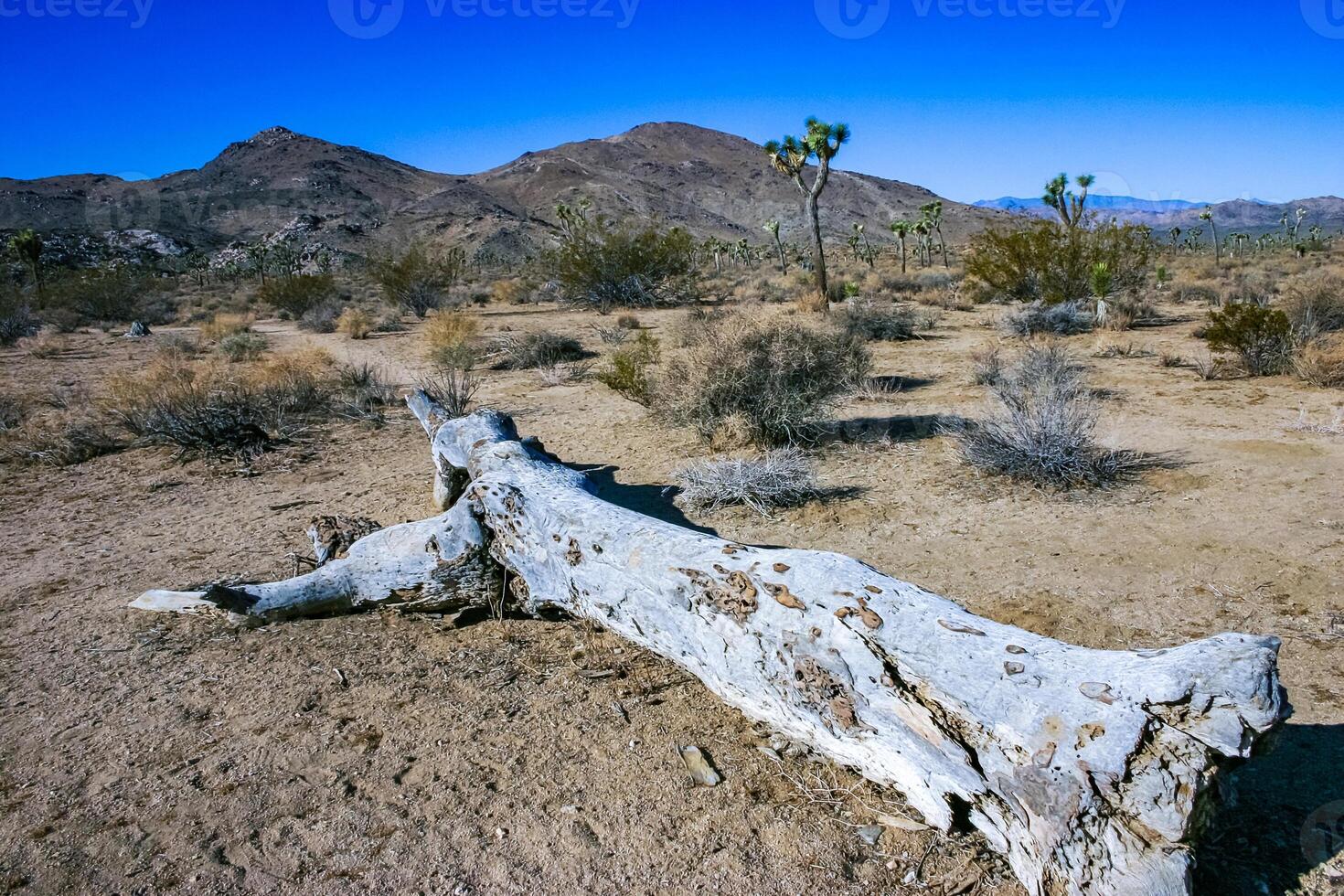 Rock landscape, Yucca Brevifolia Mojave Desert Joshua Tree National Park, CA photo