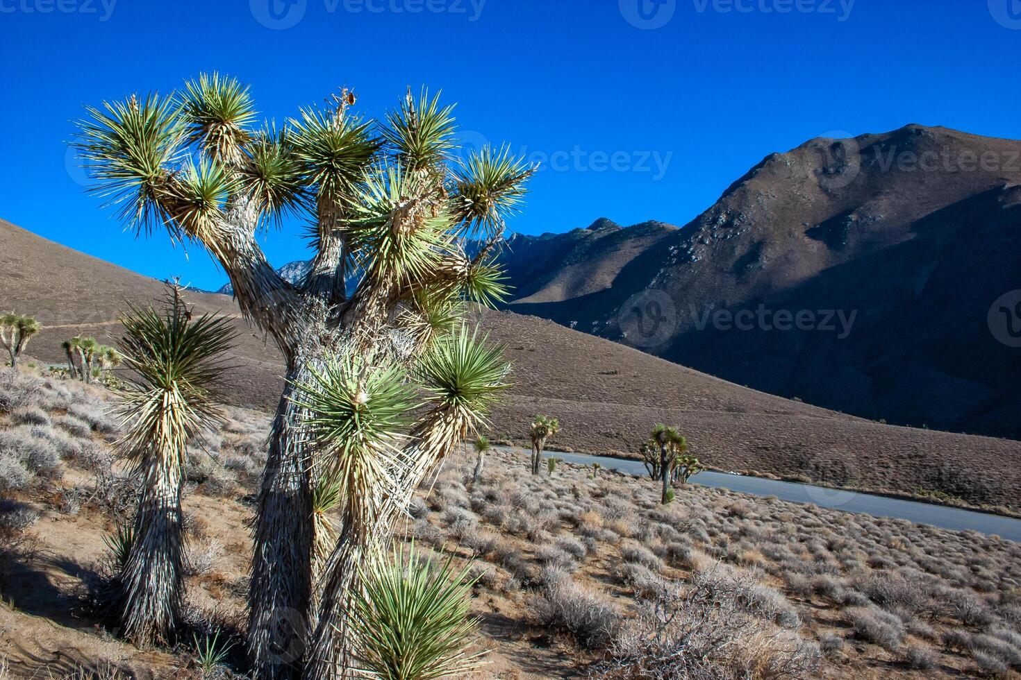 Joshua tree, palm tree yucca Yucca brevifolia, thickets of yucca and other drought-resistant plants on the slopes of the Sierra Nevada mountains, California, USA photo