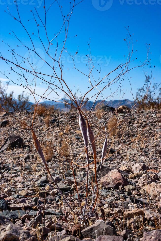 Eriogonum inflatum, the desert trumpet, is a perennial plant of the family Polygonaceae, California photo
